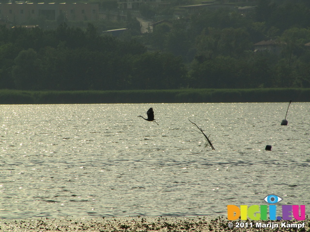 SX18861 Grey heron flying over Lago di Annone